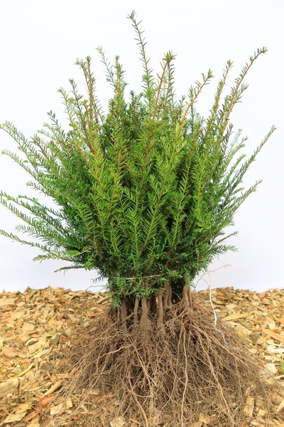 Taxus baccata - 20-30 CM bare root 1/2